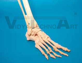 Foot single bones